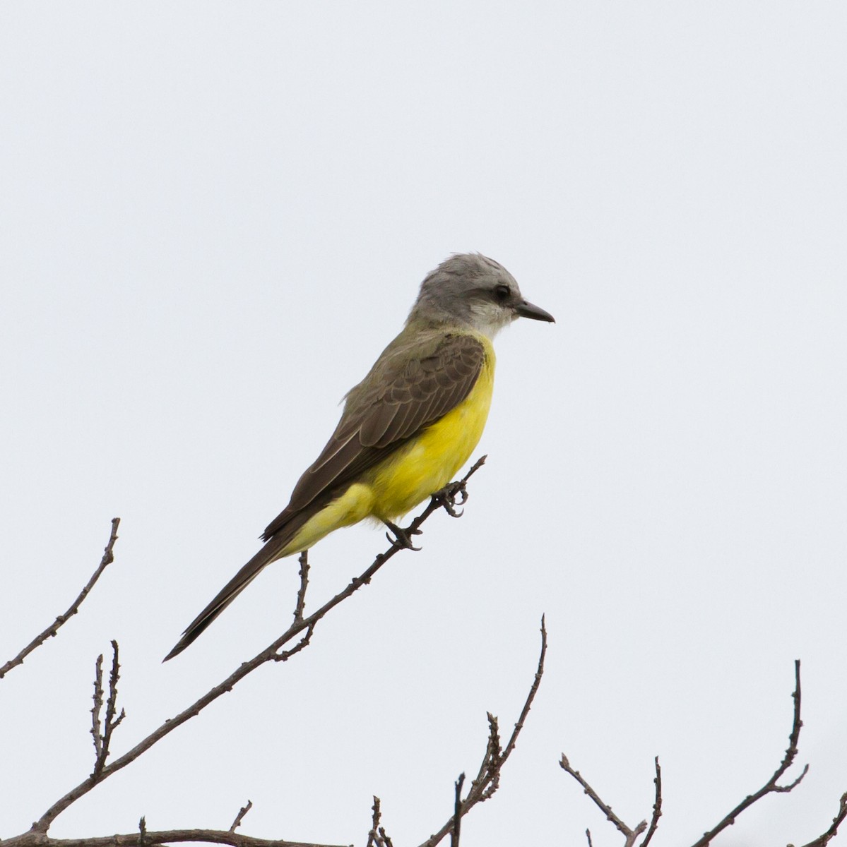 White-throated Kingbird - ML48609511