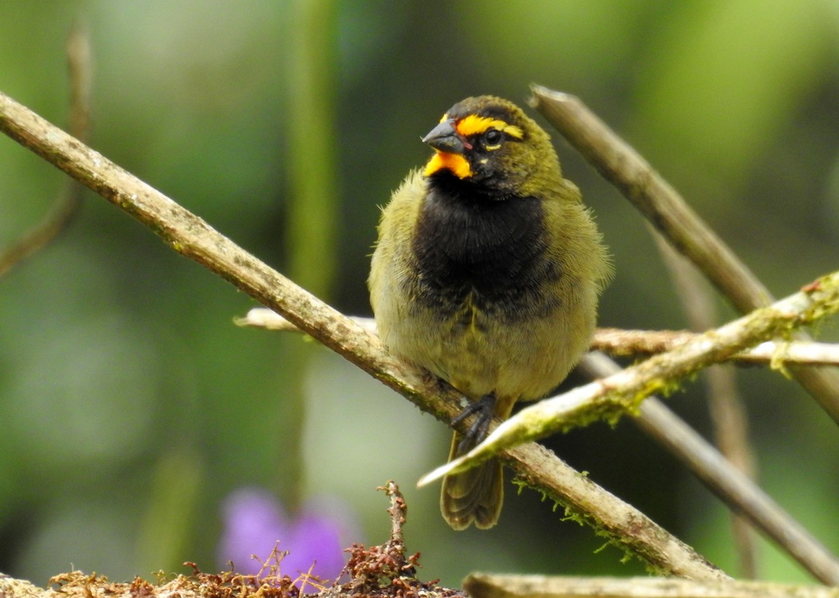 Yellow-faced Grassquit - ML48609581