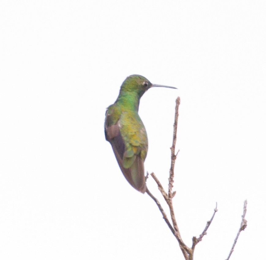 Black-throated Mango - Cullen Hanks