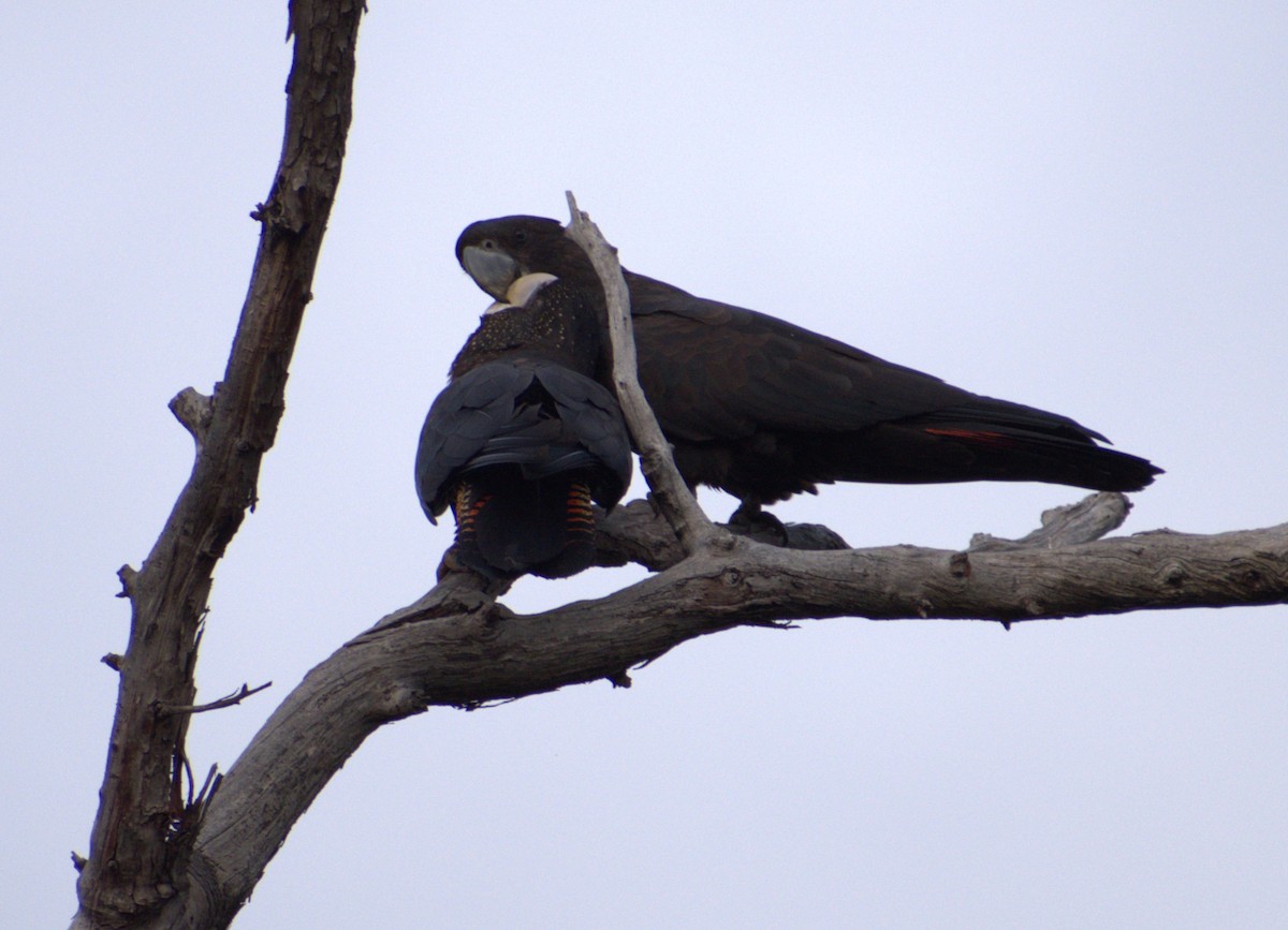 Red-tailed Black-Cockatoo - ML486097131