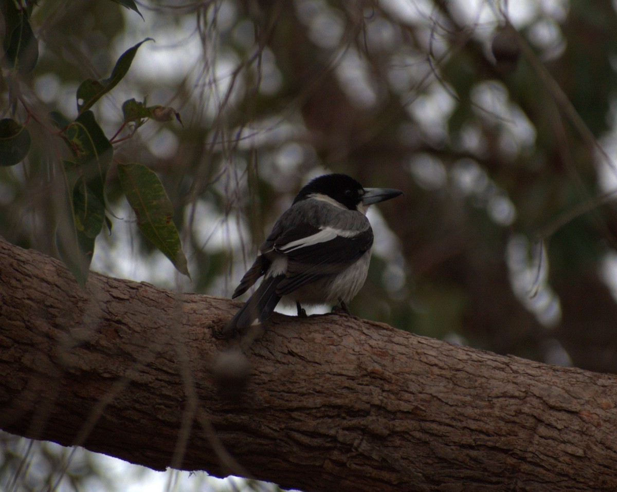 Gray Butcherbird - ML486097141