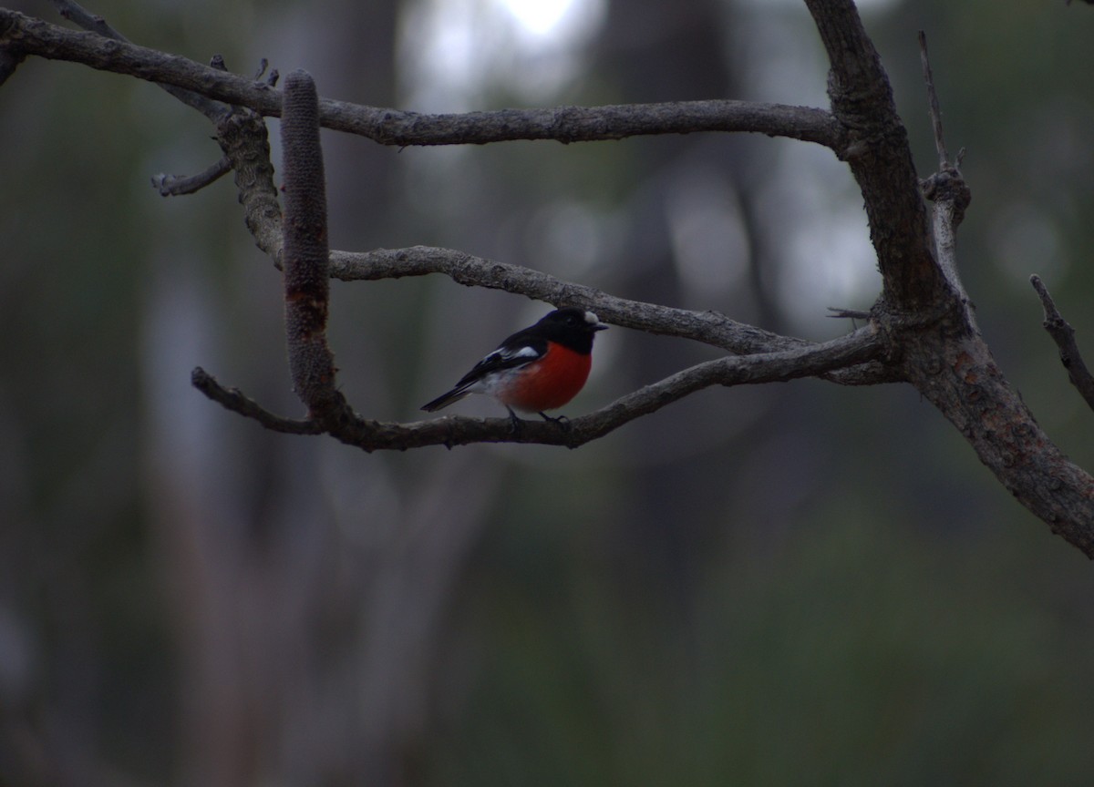 Scarlet Robin (Campbell's) - ML486097151