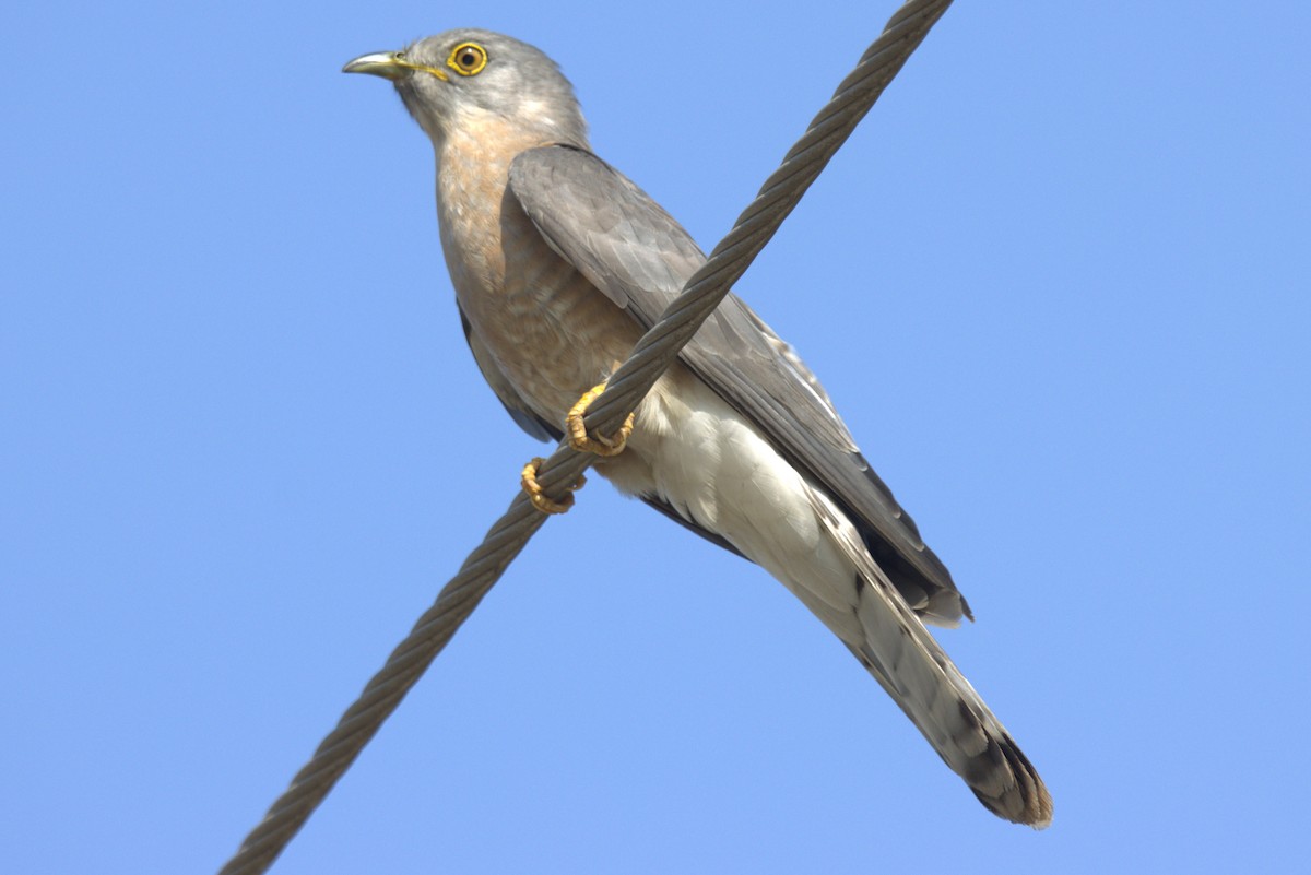 Common Hawk-Cuckoo - ML486098581