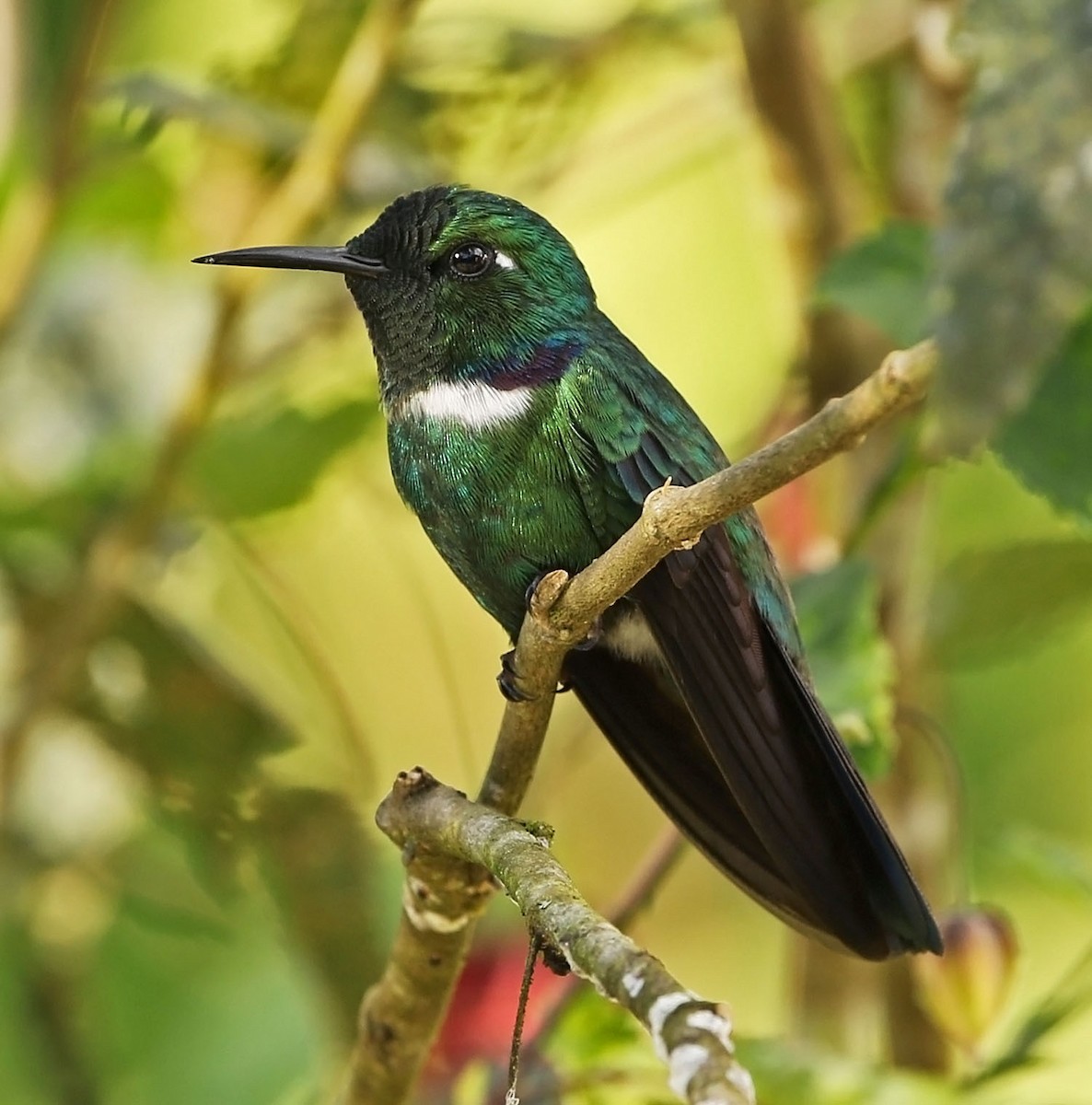 White-throated Daggerbill - ML486098651