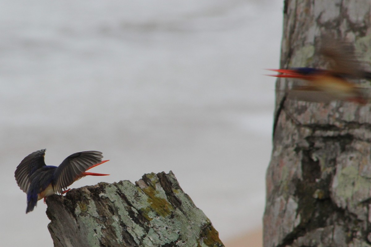 Malachite Kingfisher (Principe) - ML48610011