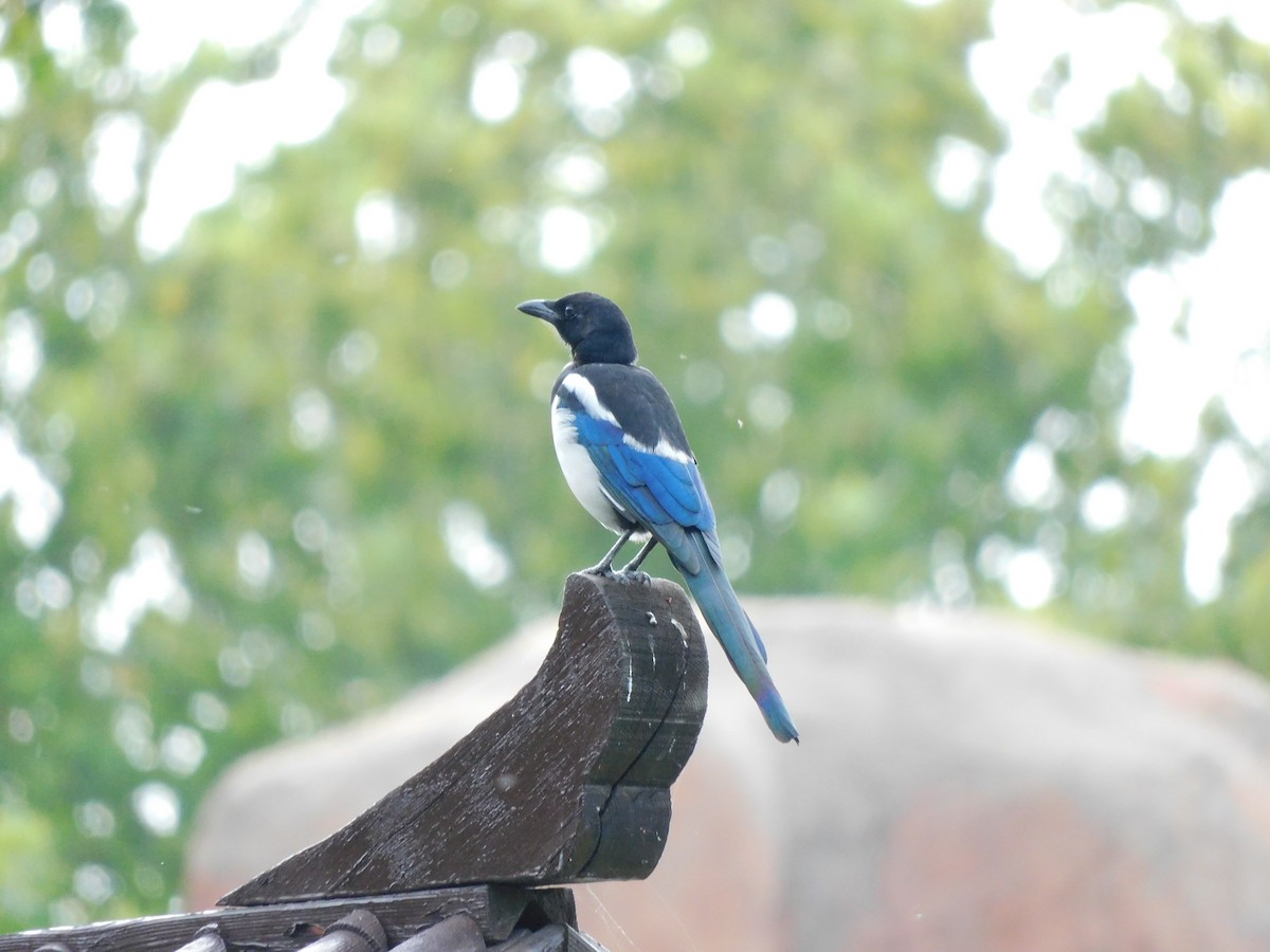 Oriental Magpie - Yawei Zhang