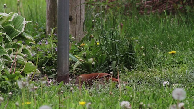 Brown Thrasher - ML486101