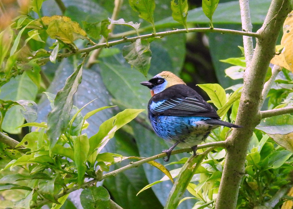 Golden-hooded Tanager - Heidi Ware Carlisle