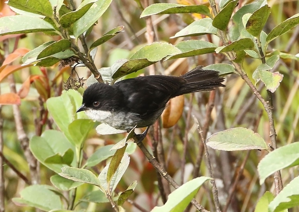 Black-backed Bush Tanager - Trevor Ellery