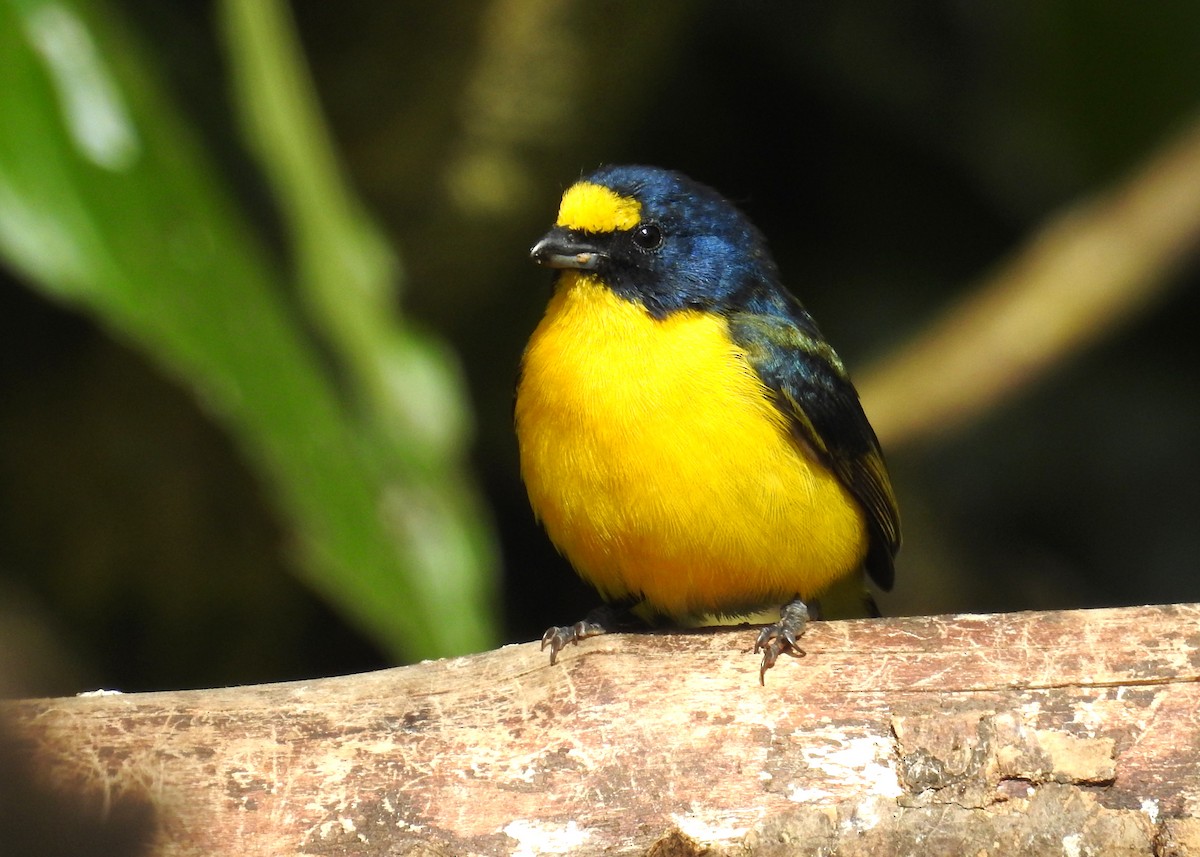 Yellow-throated Euphonia - ML48610171