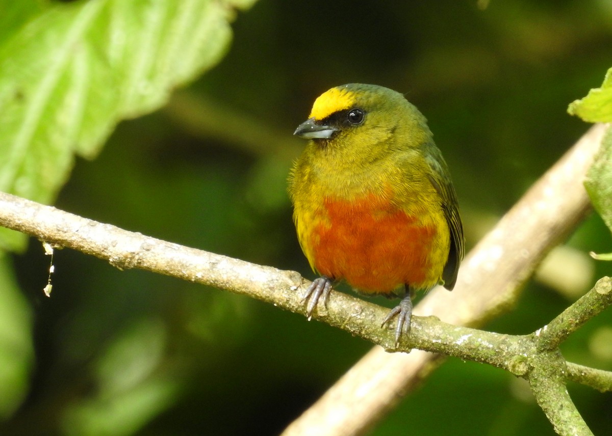 Olive-backed Euphonia - ML48610211