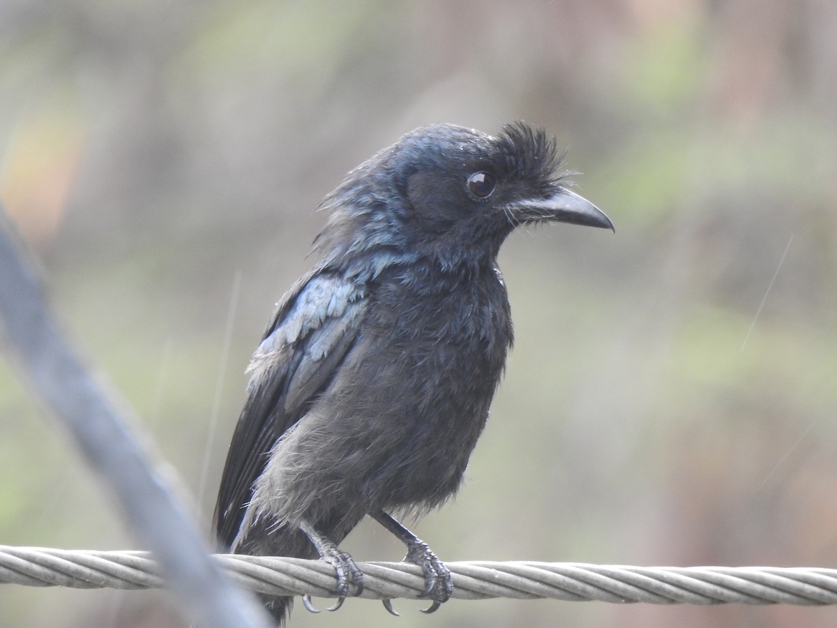 Greater Racket-tailed Drongo - ML486102201