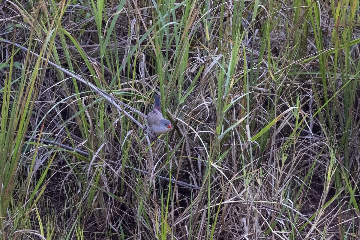 Fawn-breasted Waxbill (Fawn-breasted) - Niall D Perrins