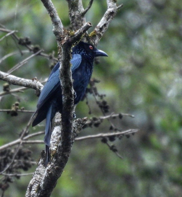 Spangled Drongo - ML486103871