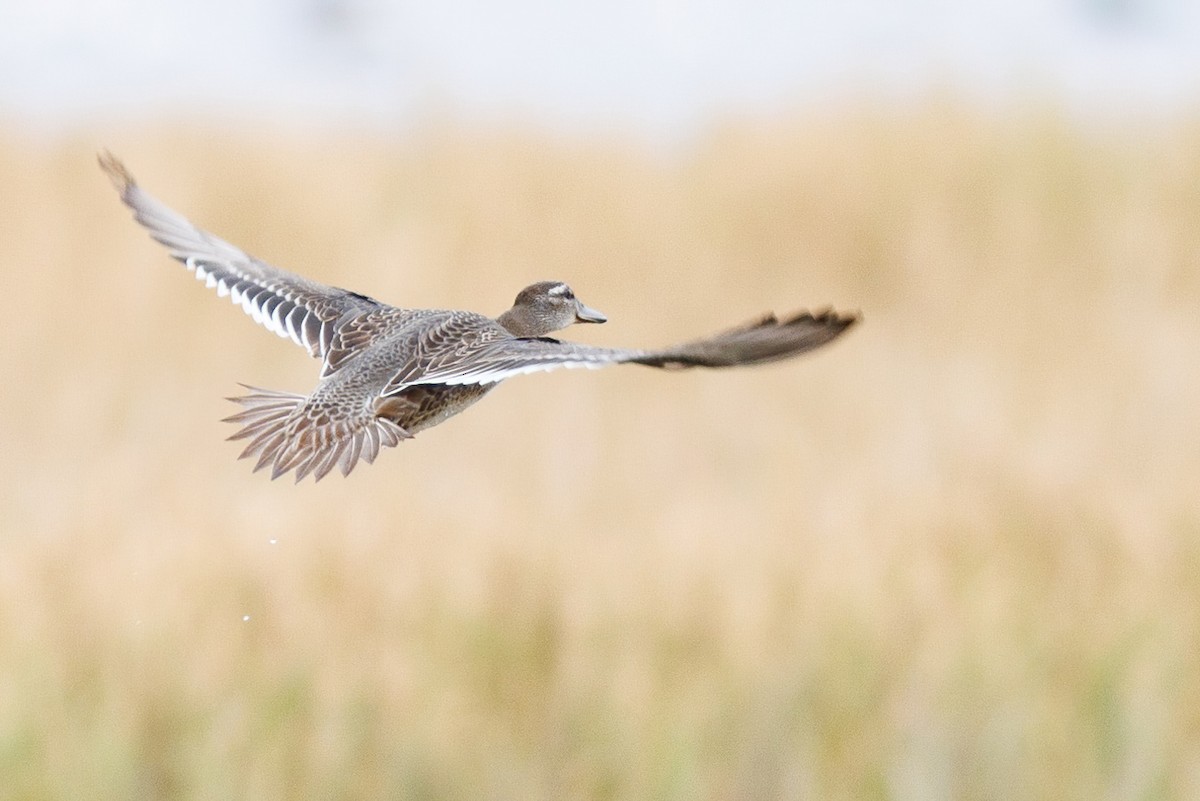 Garganey - Nathan Goldberg