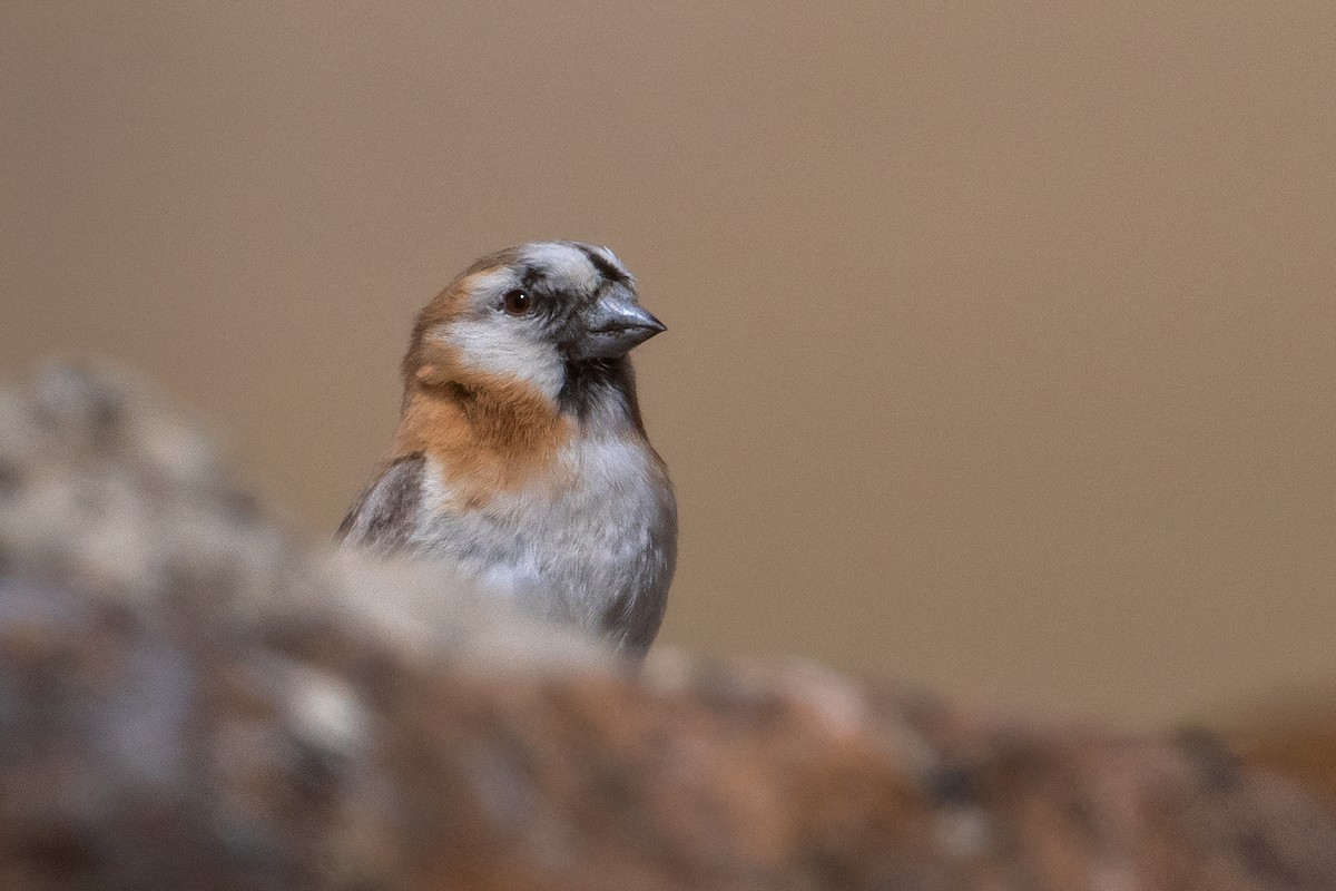 Blanford's Snowfinch - ML486106611