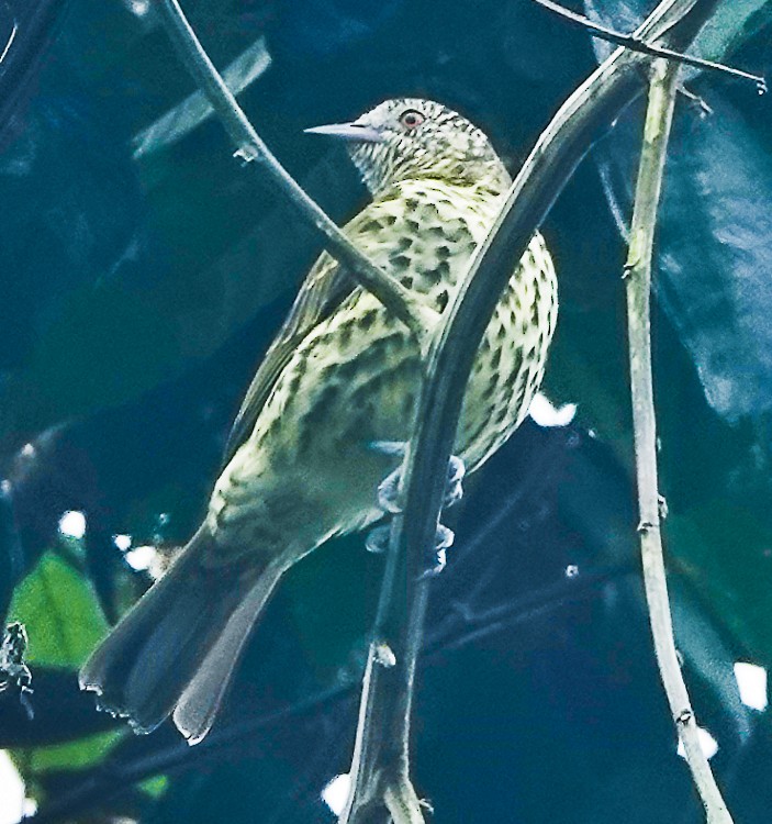 Sharpbill - ML486106961