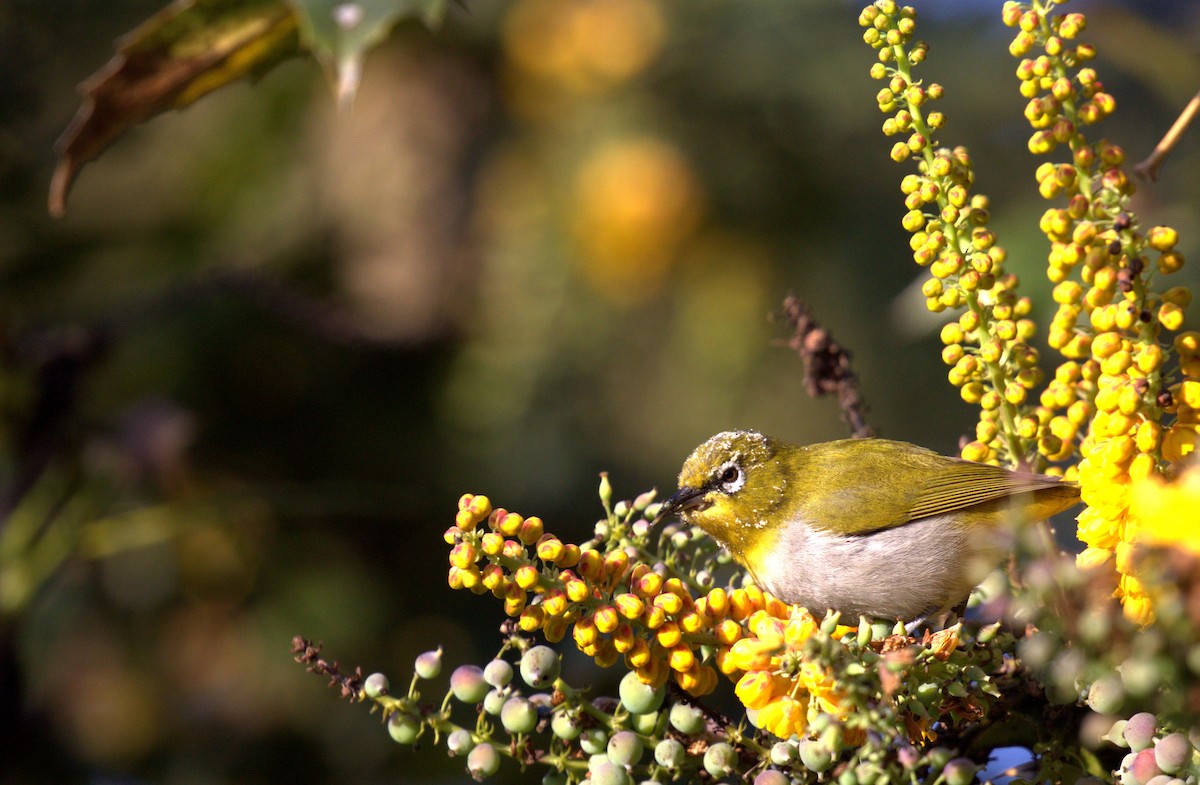 Indian White-eye - ML486108461