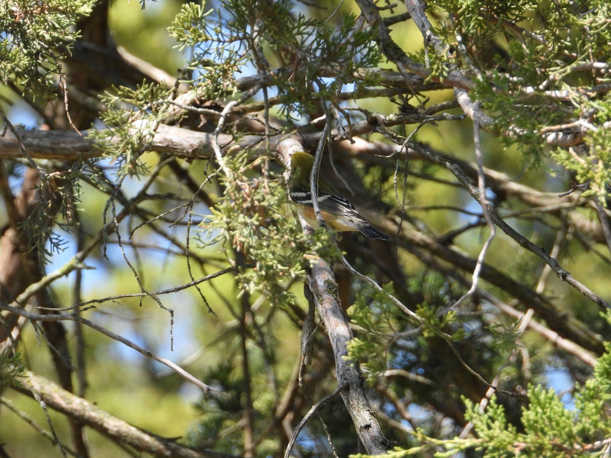 Bay-breasted Warbler - ML486109251