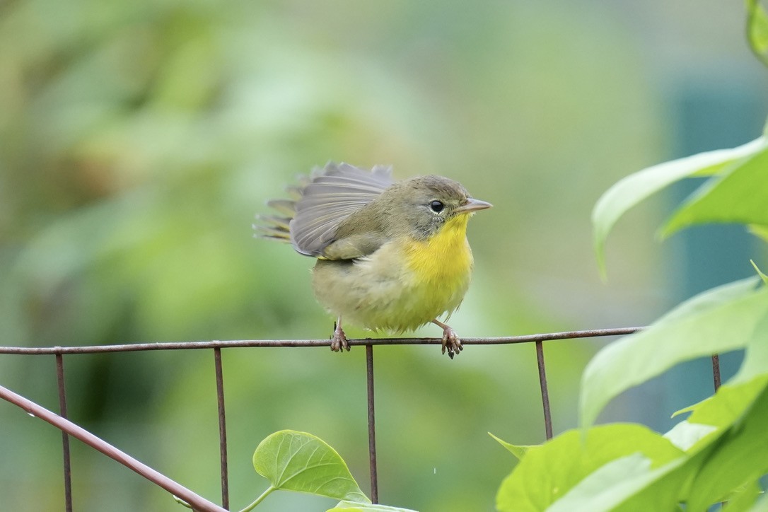 Common Yellowthroat - ML486110621