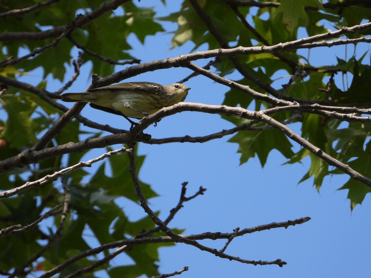 Cape May Warbler - ML486111511