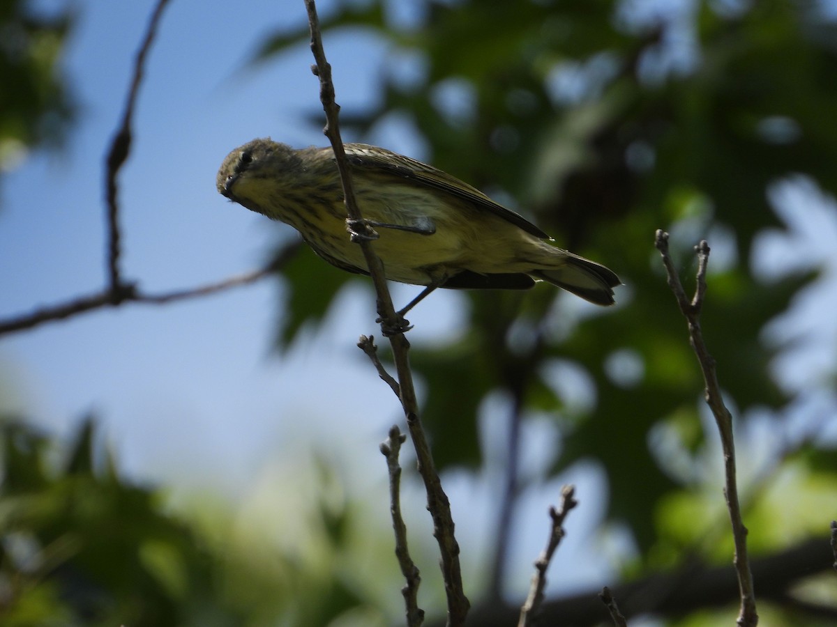 Cape May Warbler - ML486111521