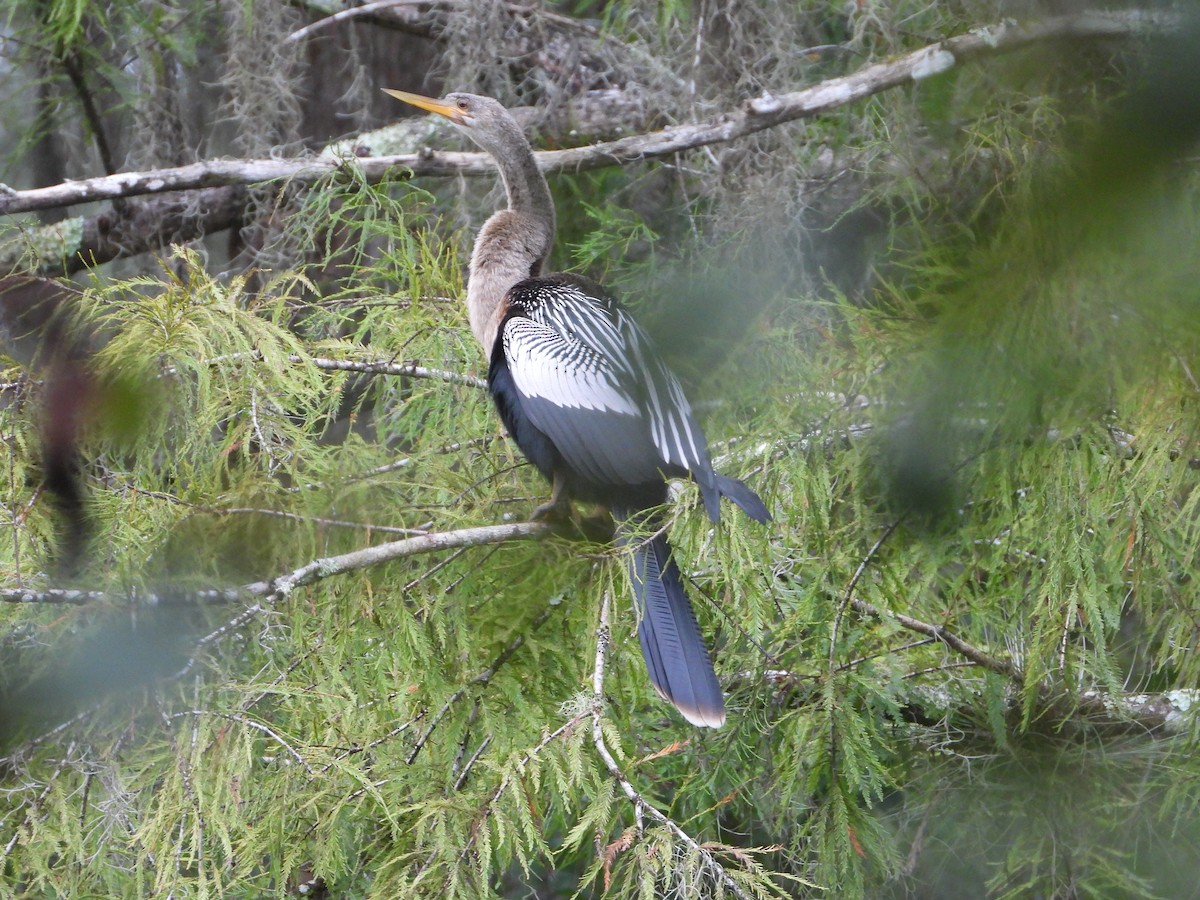 Anhinga Americana - ML486111841