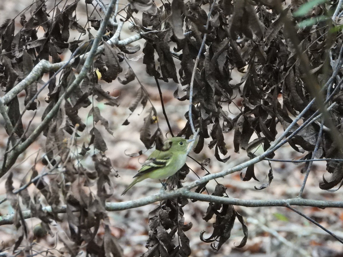 Acadian Flycatcher - ML486111861