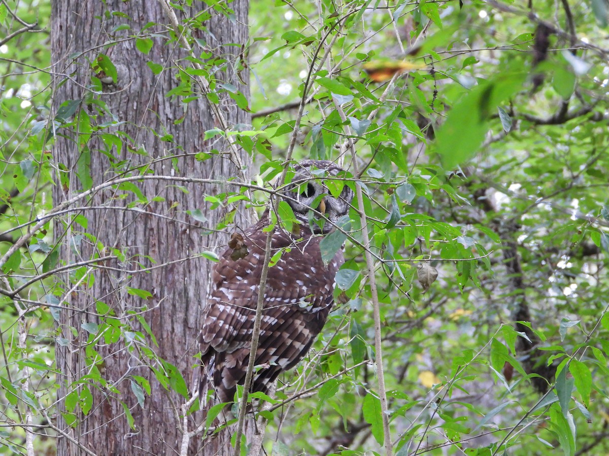 Barred Owl - Cheri & Rich Phillips