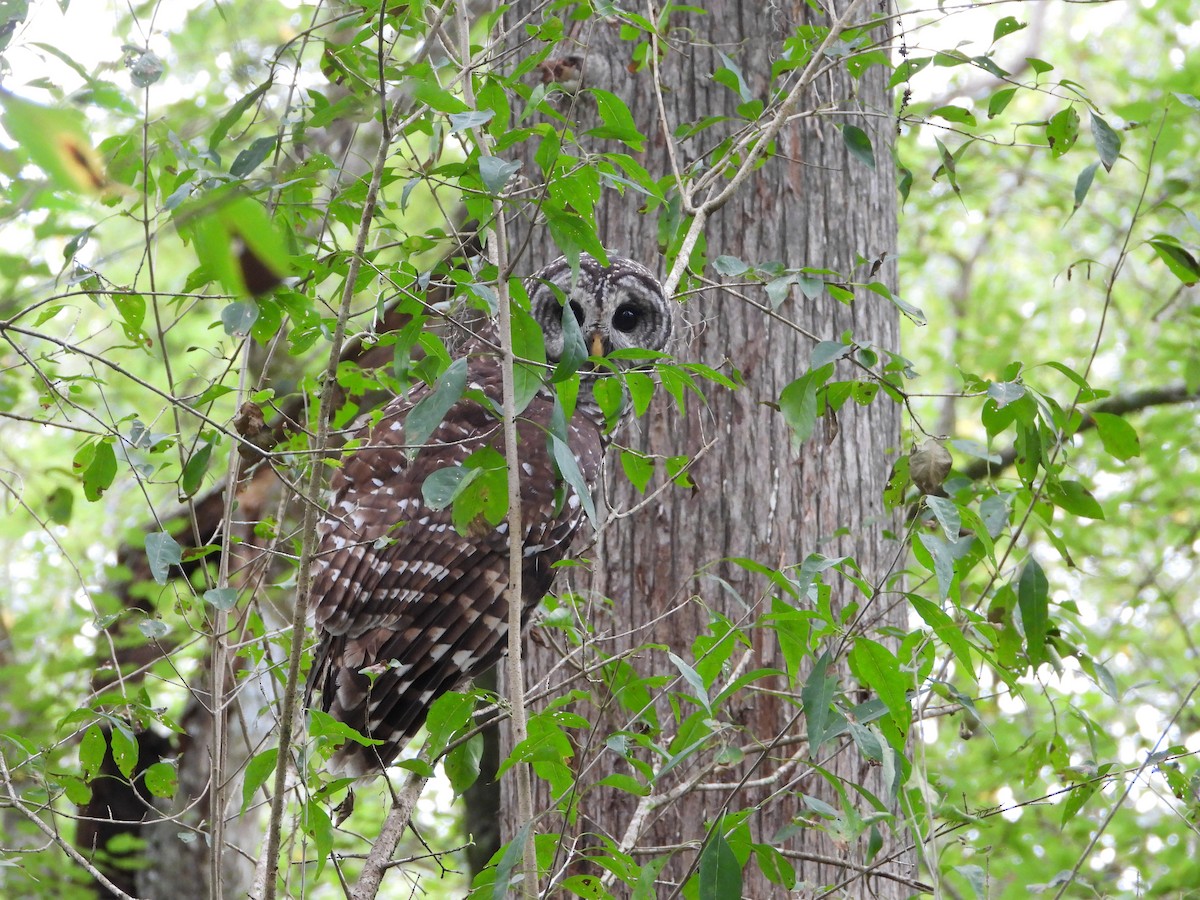 Barred Owl - ML486111891