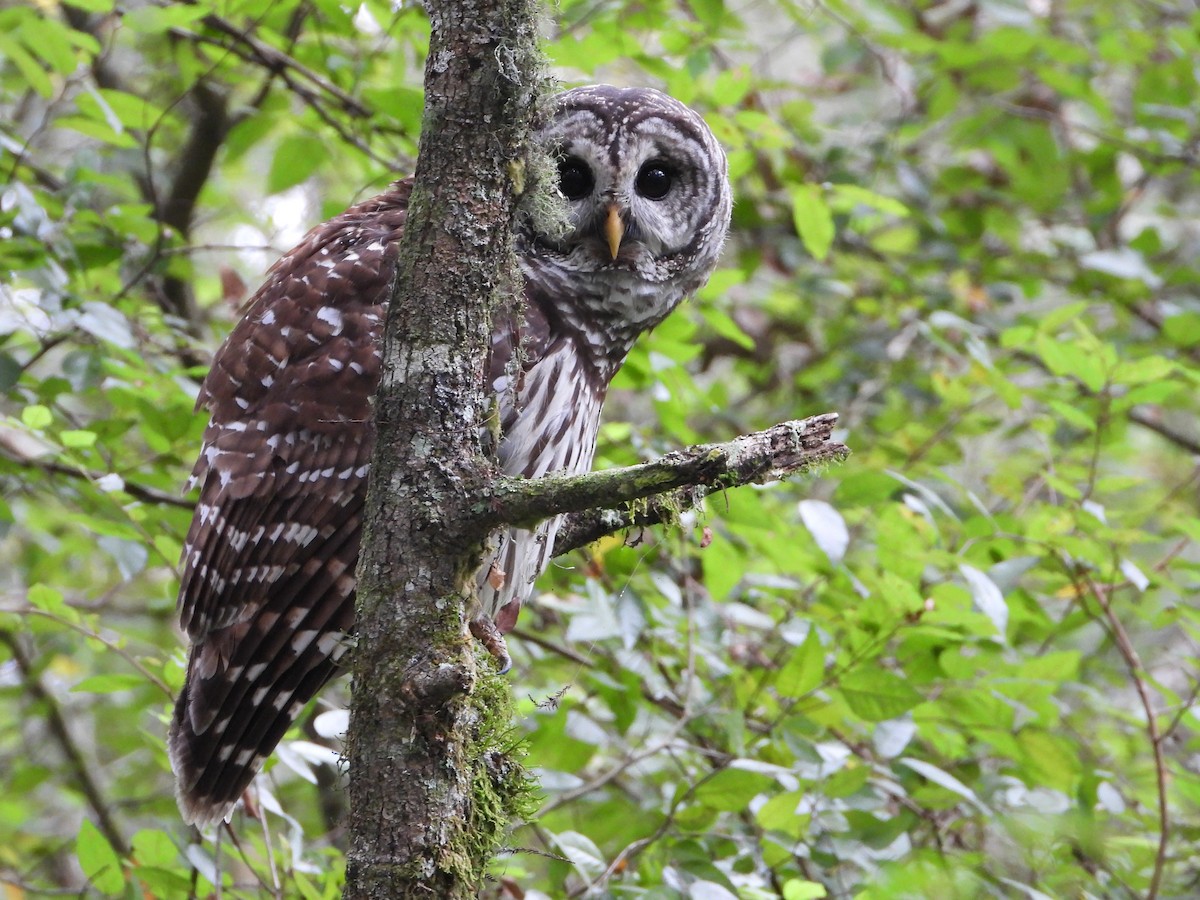 Barred Owl - ML486111921