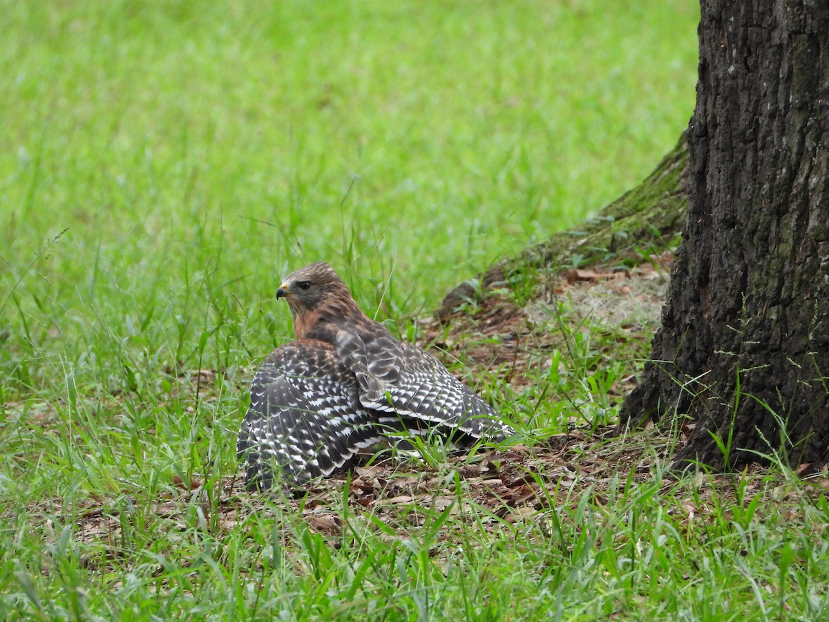 Red-shouldered Hawk - ML486111981