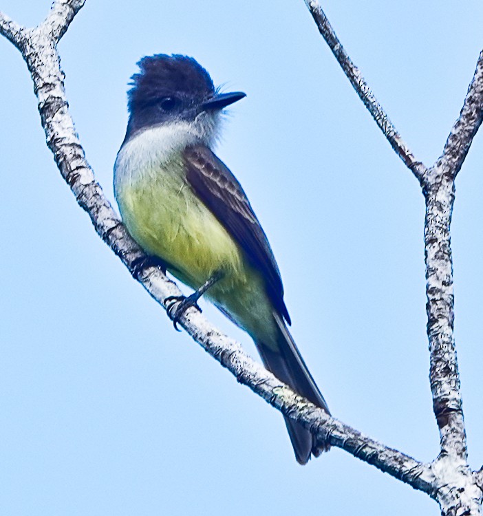 Dusky-capped Flycatcher - ML486112371