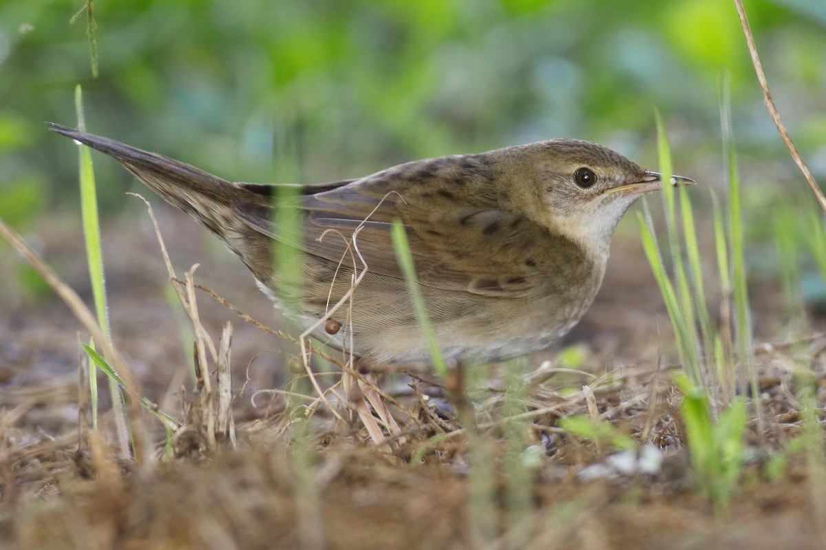 Common Grasshopper Warbler - ML486112771