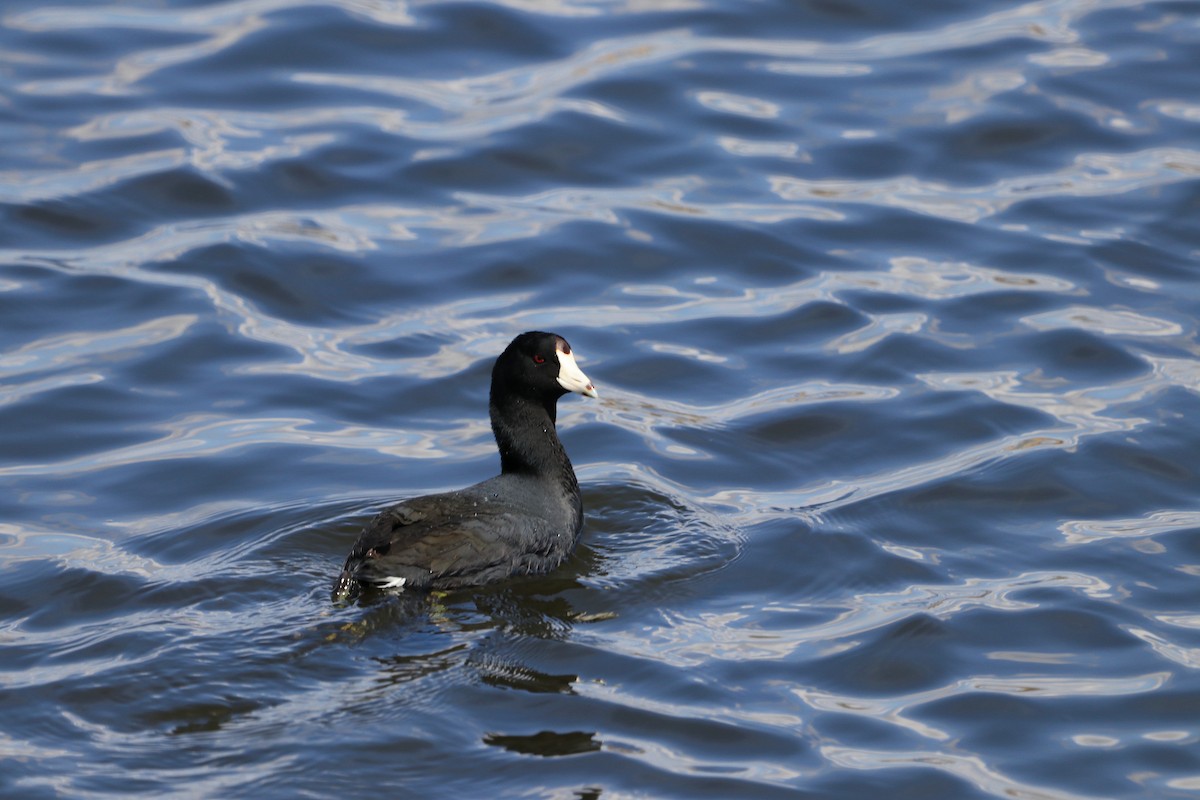 American Coot - ML486112871