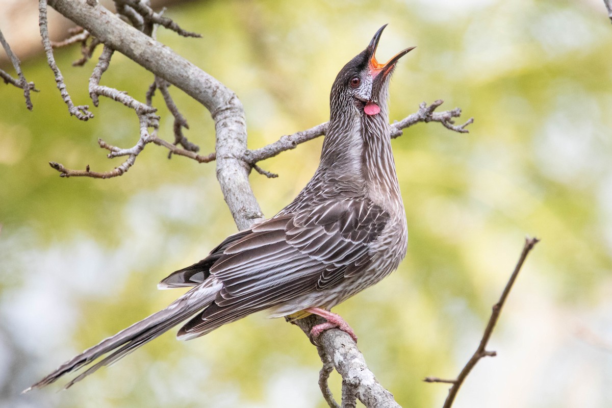 Red Wattlebird - ML486113291