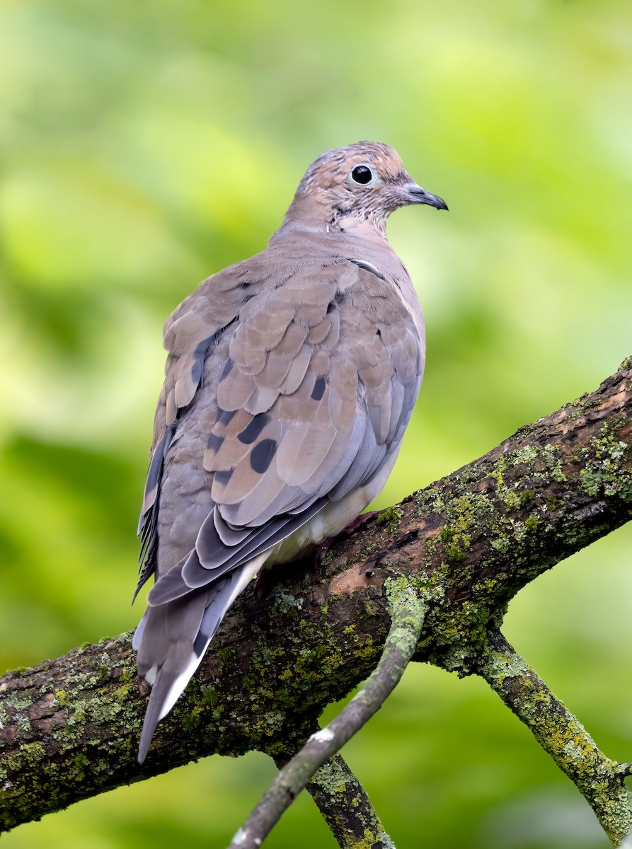 Mourning Dove - ML486113371