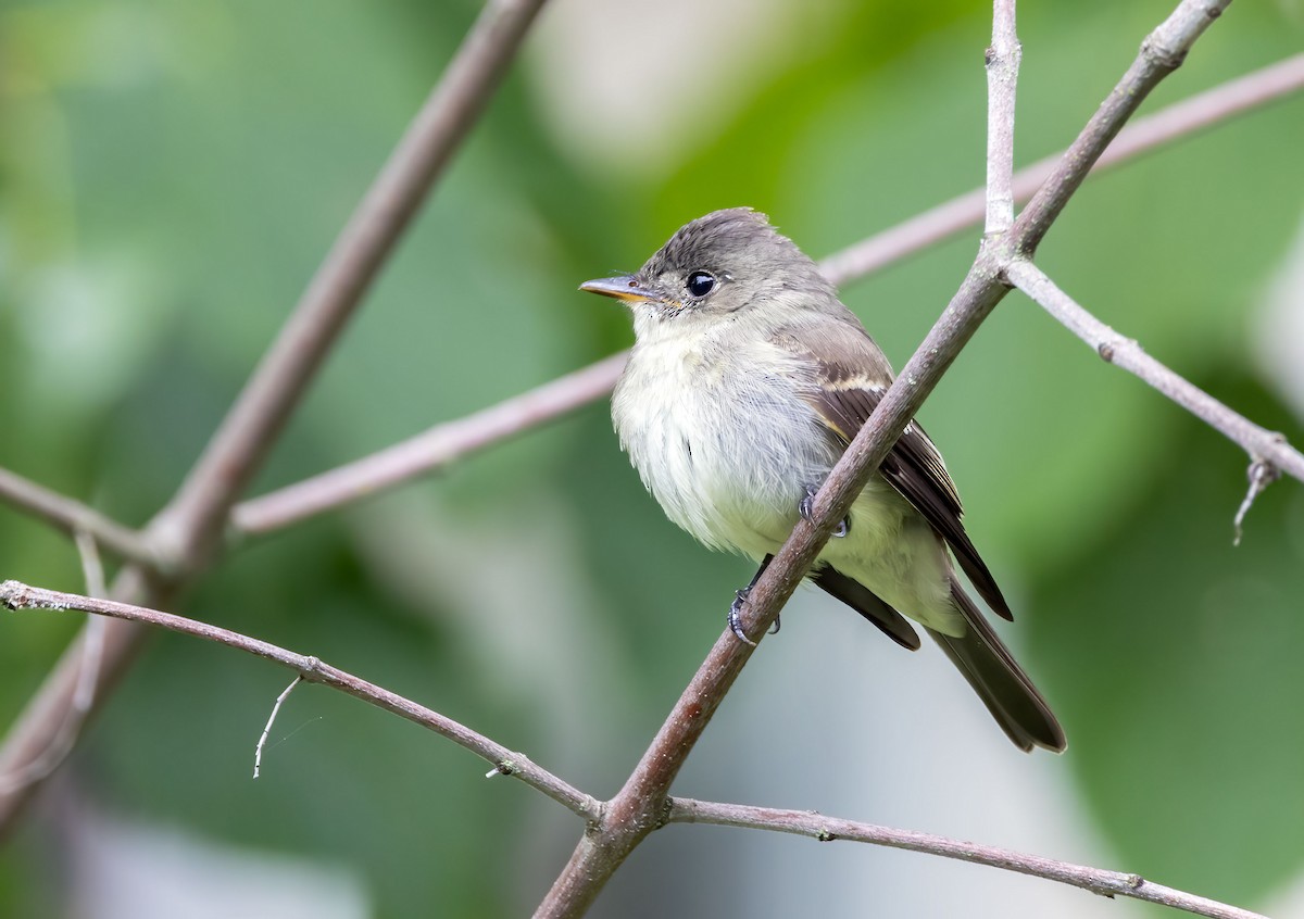 Eastern Wood-Pewee - ML486113381
