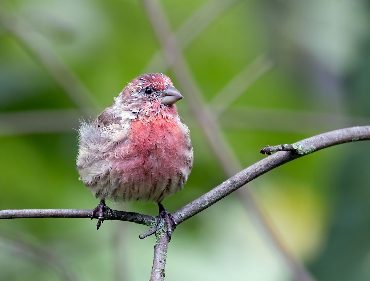 House Finch - ML486113391