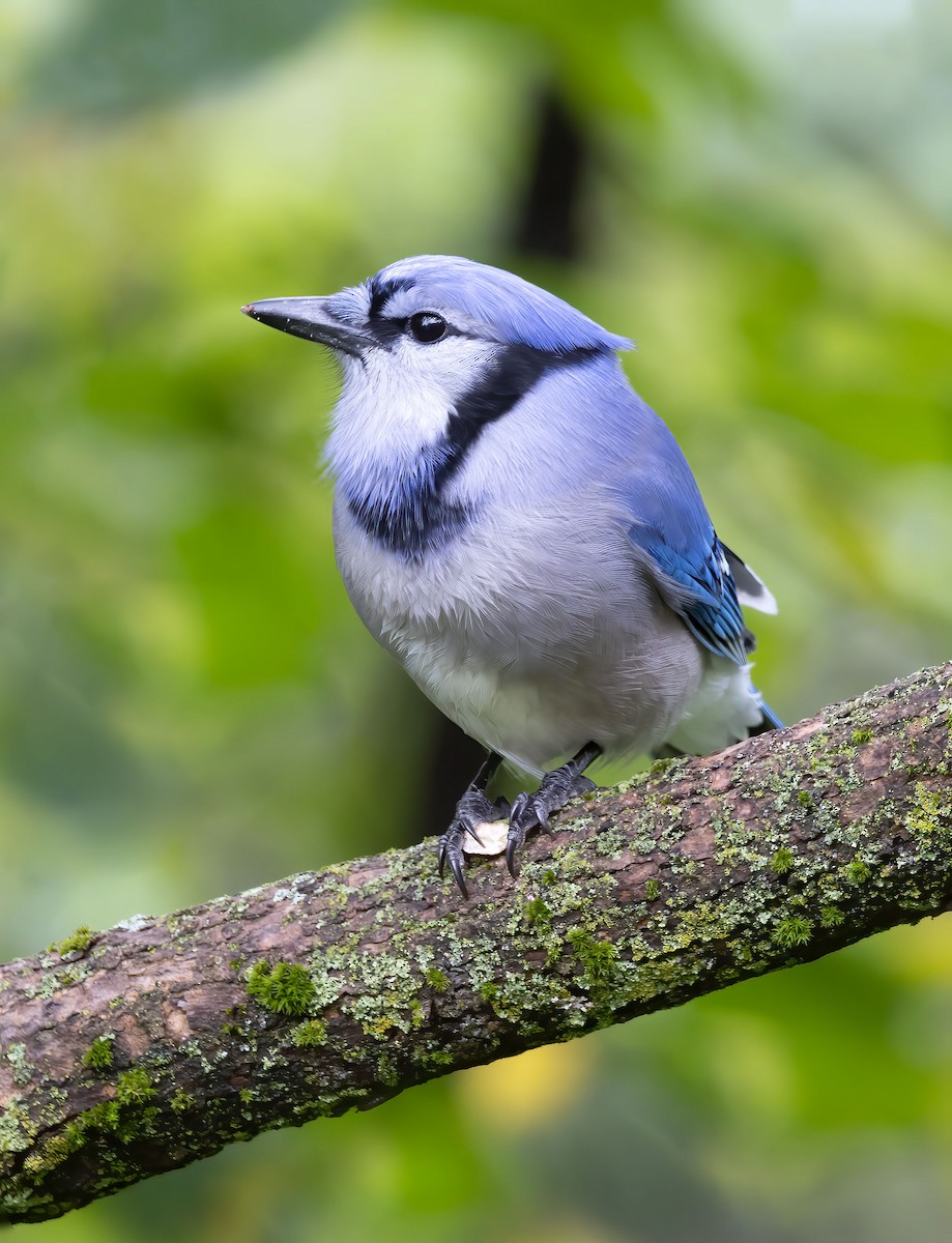 Blue Jay - ML486113471