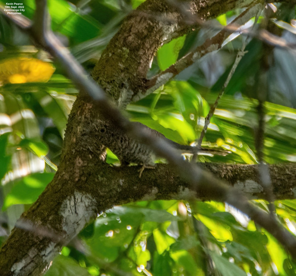 Brush Cuckoo - ML486113771