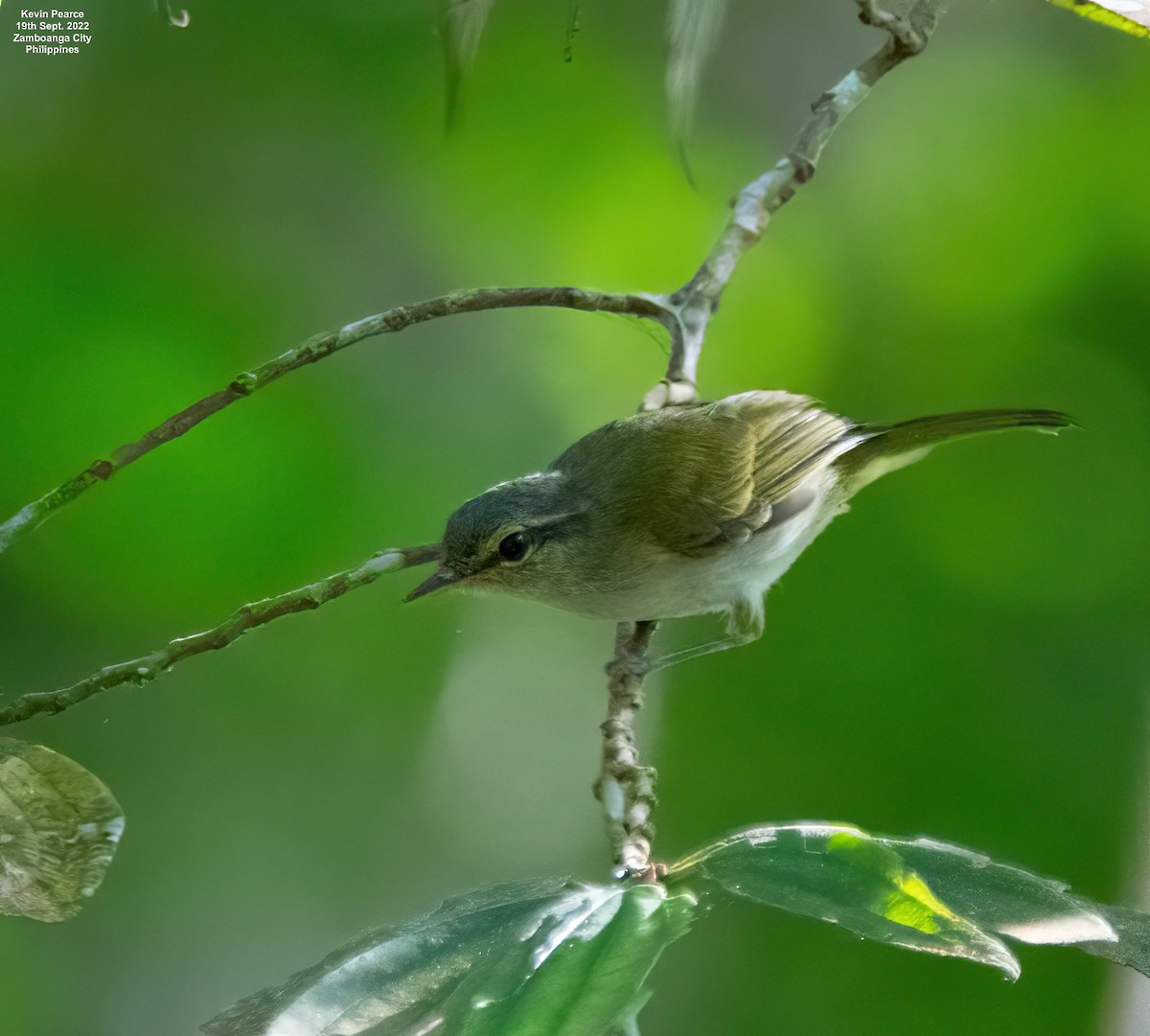 Philippine Leaf Warbler - ML486113911