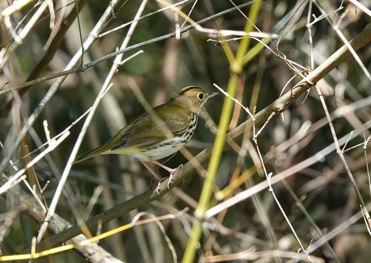 Paruline couronnée - ML486115331