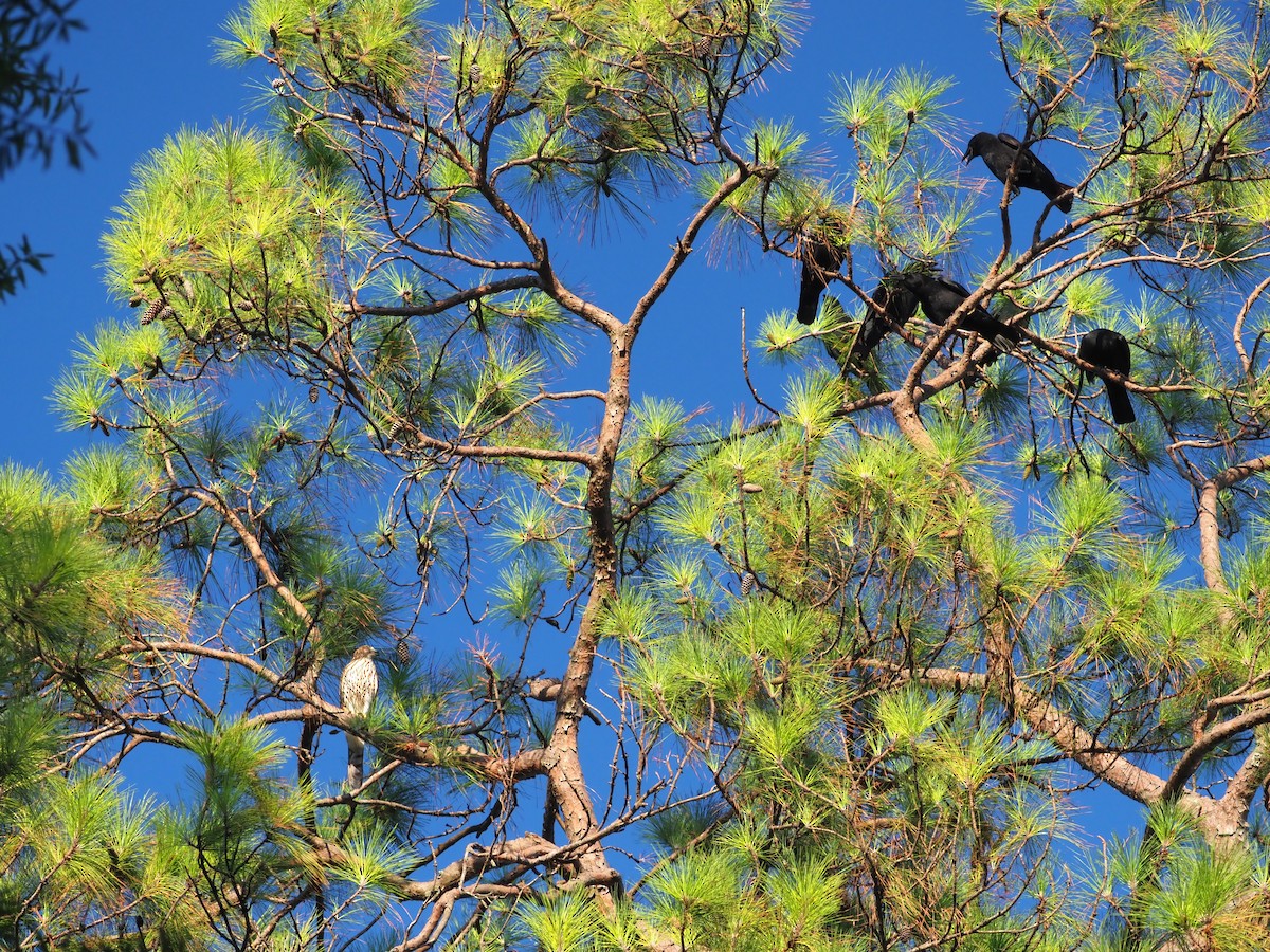 American Crow - ML486119281