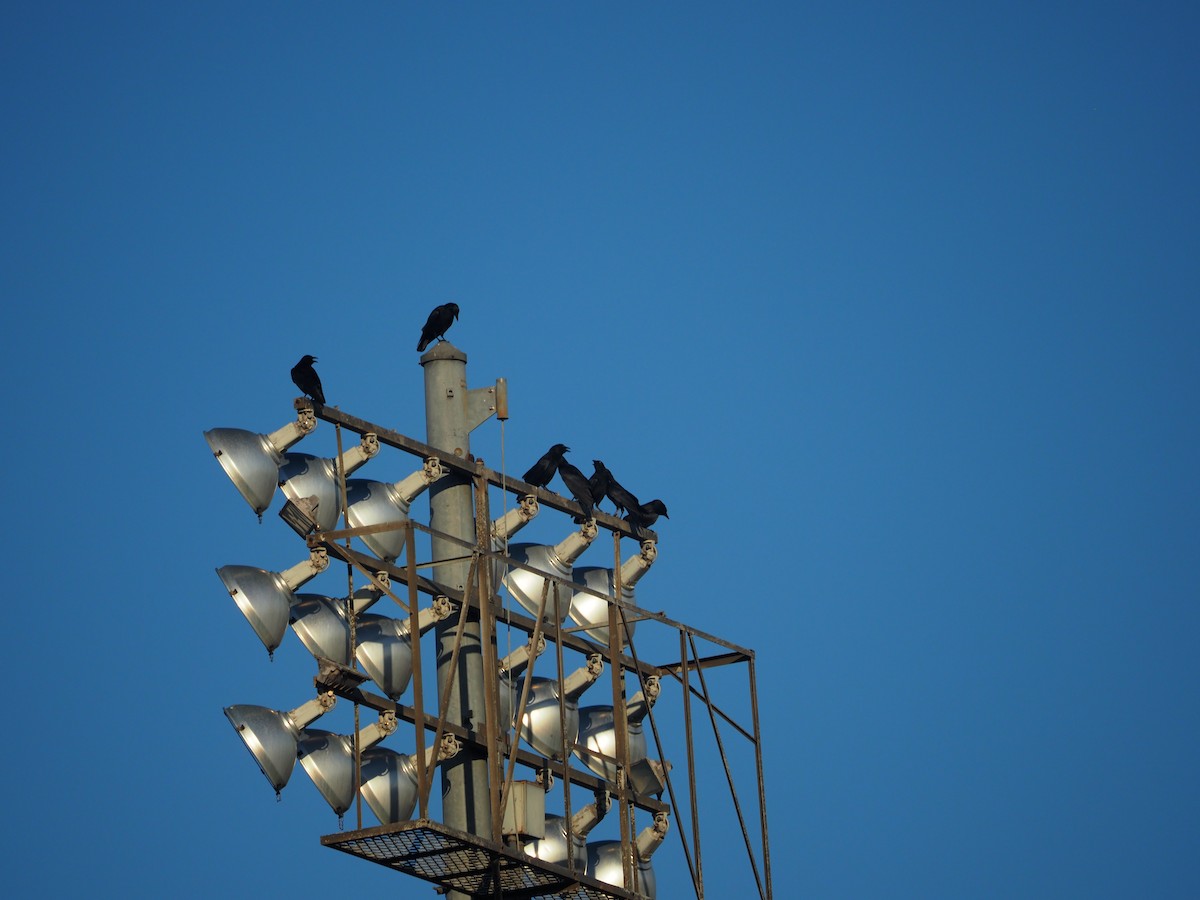 American Crow - ML486119291