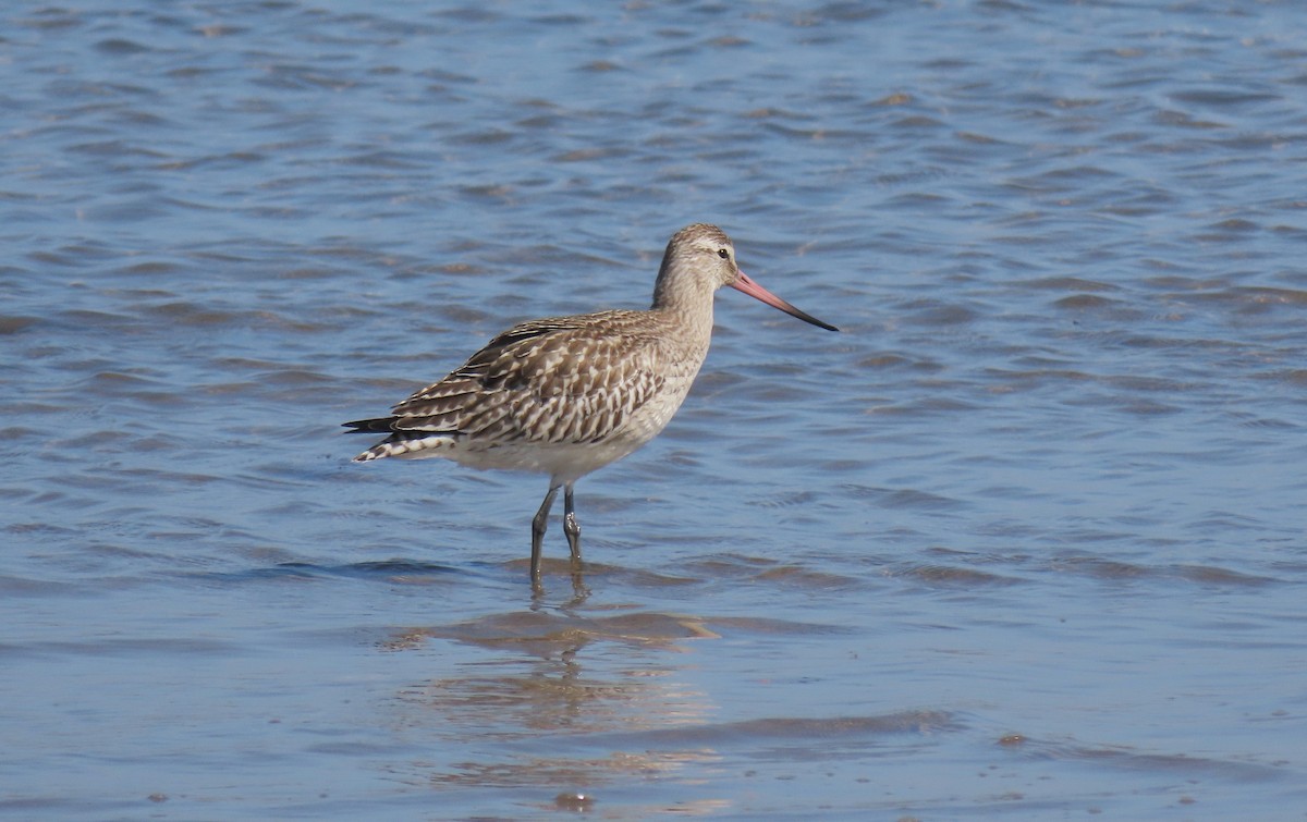 Bar-tailed Godwit - ML486119451