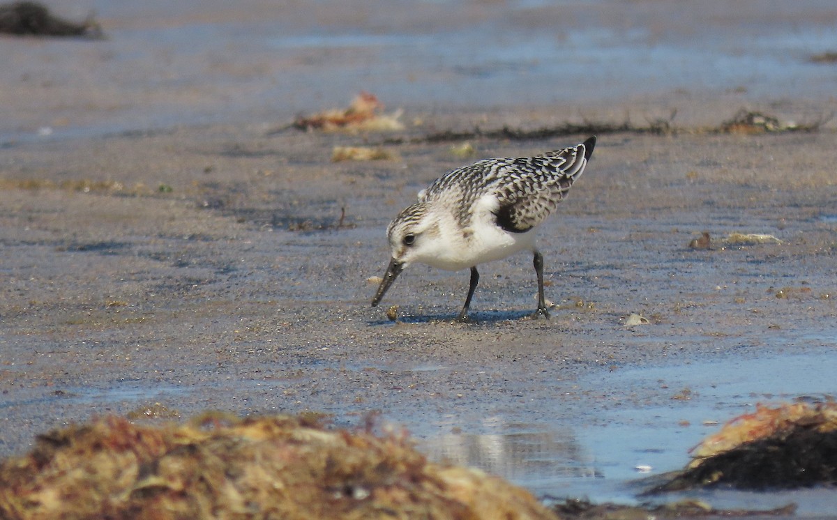 Sanderling - ML486119501