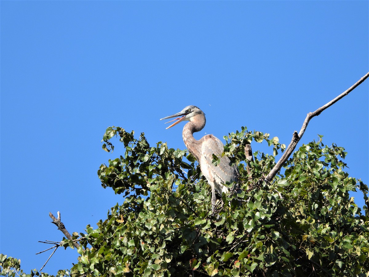 Great Blue Heron - ML486119881