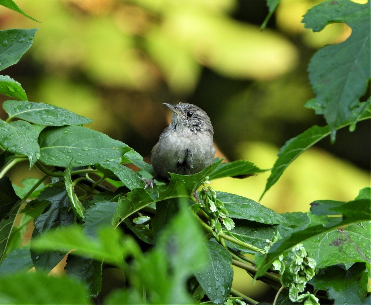 House Wren - ML486120221