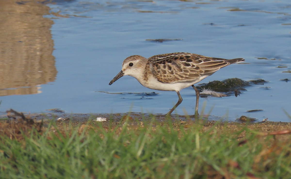 Little Stint - Carlos Antón